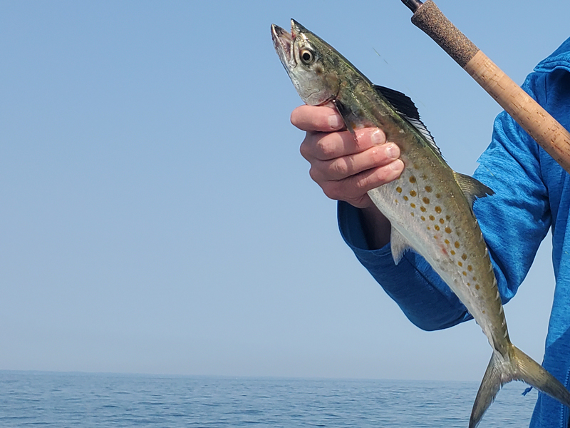 spanish mackerel in the bay