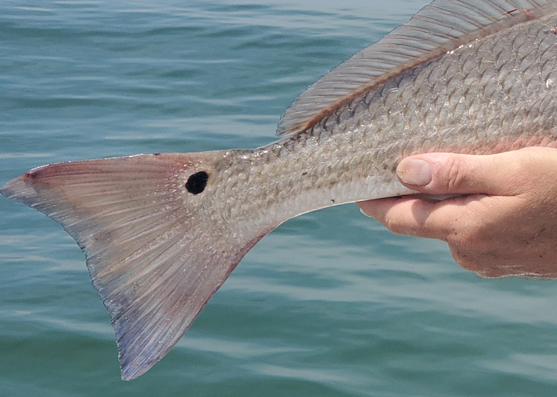 redfish in the chesapeake bay