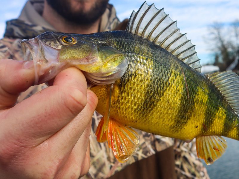 winter fishing for yellow perch