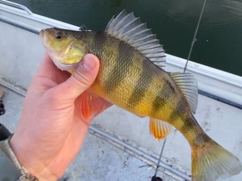 yellow perch fishing chesapeake bay