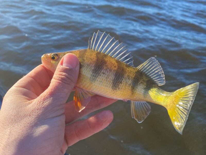 Yellow perch fishing winter