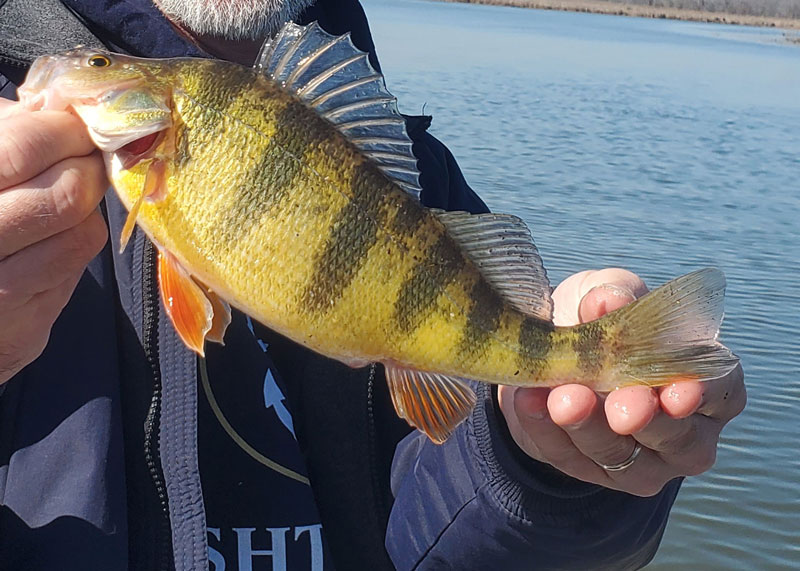 beautiful yellow perch fish