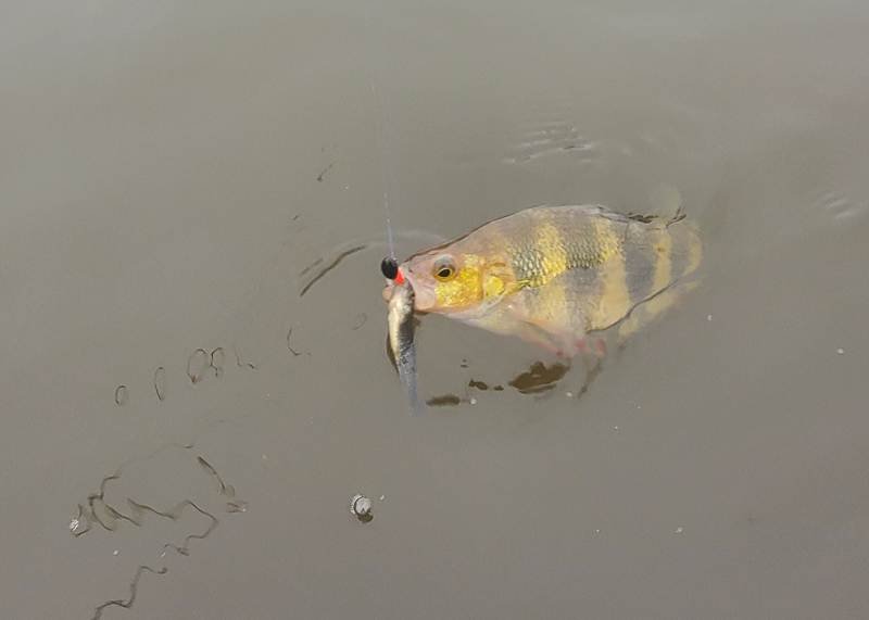 fishing for yellow perch in the susquehanna