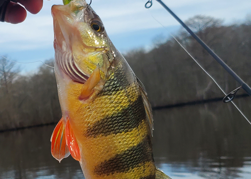 pretty yellow perch