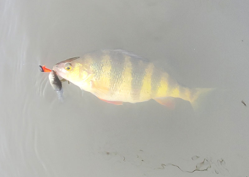 yellow perch fishing with minnow