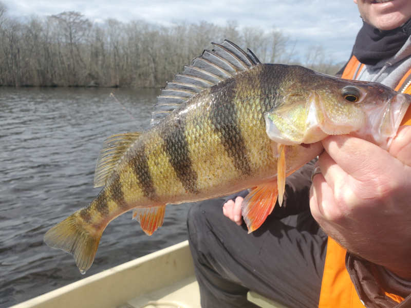 Catching Yellow Perch on Lures