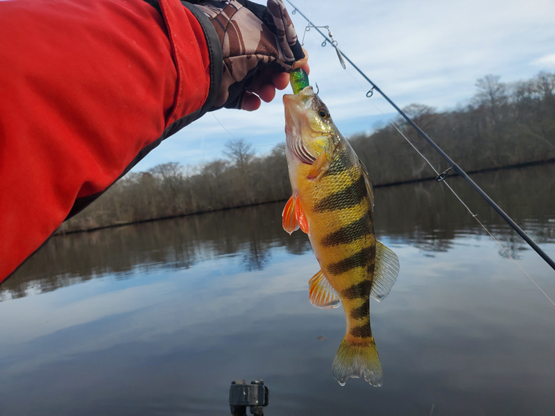 yellow perch run