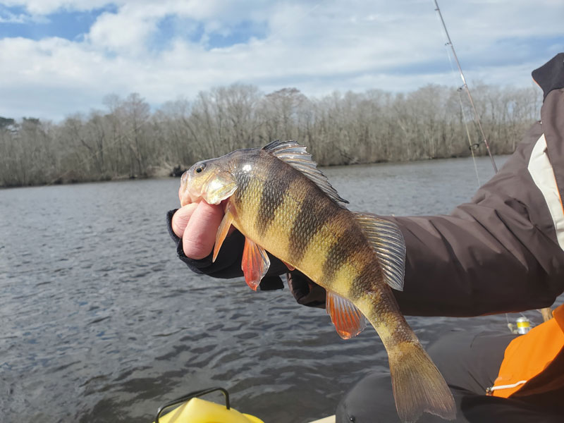 yellow perch in the chesapeake