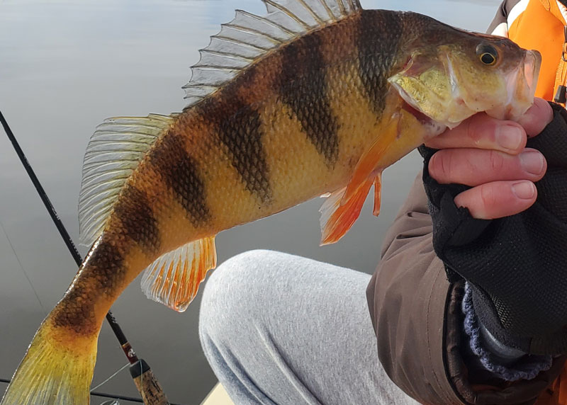 winter yellow perch