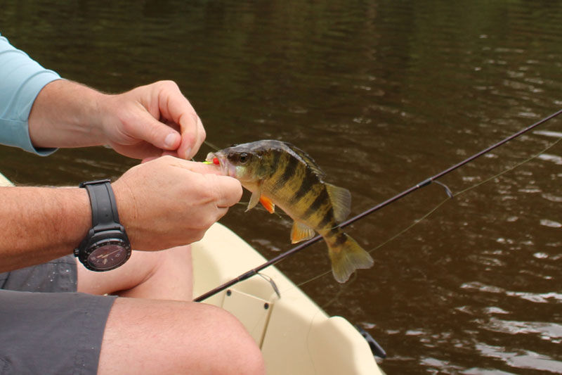 yellow perch caught on a lure