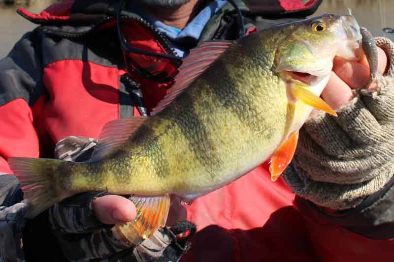 yellow perch in maryland