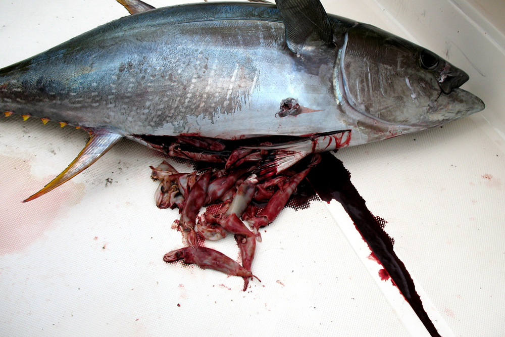 How to Catch Yellowfin Tuna - Tips for Fishing for Yellowfin Tuna