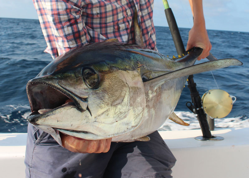 yellowfin tuna eyes