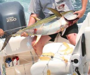Tips for Catching Albacore Tuna