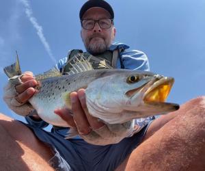 Golden Trout Fishing: All that Glitters