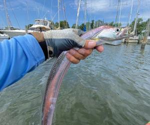 trolling-fishing-kingfish - Distraction Charters