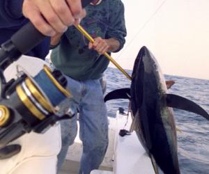 Gearing Up, Part II: Choosing the Best Chesapeake Bay Trolling Gear